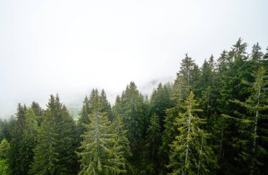 Sabah sisli bir orman