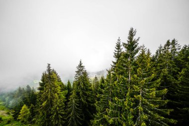 Sabah sisli bir orman