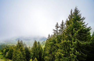 Sabah sisli bir orman