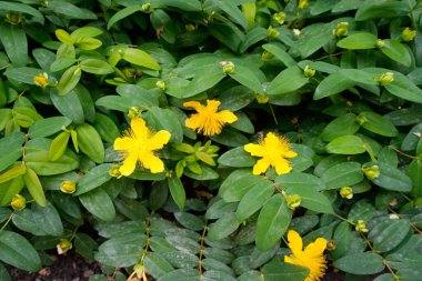 St. John otunun sarı çiçekleri. Çiçek açan tesise yakın plan. Hypericum perforatum.
