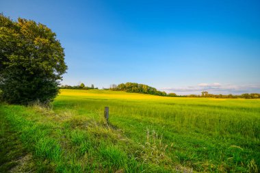 Dolberg yakınlarındaki tarlaların manzarası Ahlen. Halberg 'deki Doğa.