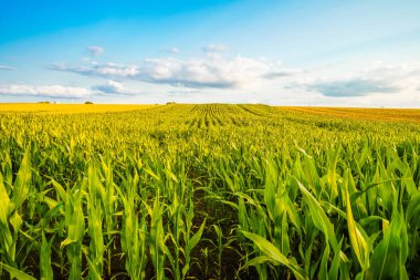 Dolberg yakınlarındaki tarlaların manzarası Ahlen. Tarım doğası.