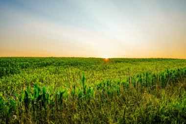 Dolberg yakınlarındaki tarlaların manzarası Ahlen. Tarım doğası.