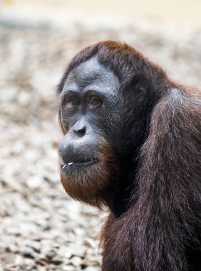 Bir orangutan portresi. Hayvanlara yakın çekim. Pongo.