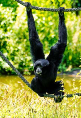 Bir siamang yeşil arka planda bir ipe tutunur. Maymun yakın plan. Symphalangus syndactylus.