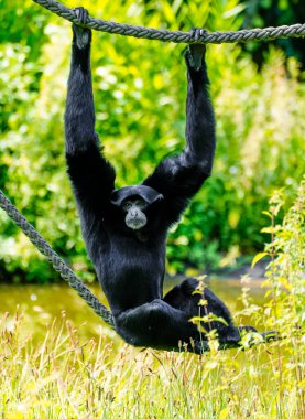 Bir siamang yeşil arka planda bir ipe tutunur. Maymun yakın plan. Symphalangus syndactylus.