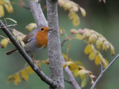 ROUGE-GORGE SUR UNE BRANCHE EN AUTOMNE