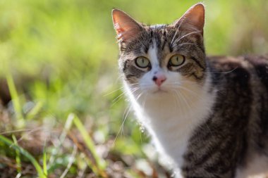 Young cat with tiger pattern fur on a green grass in a backyard. Adopted wild animal.