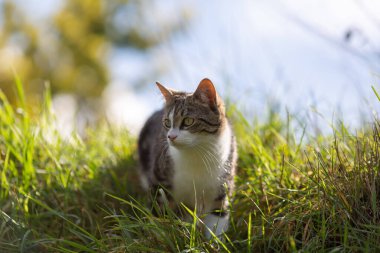 Young cat with tiger pattern fur on a green grass in a backyard. Adopted wild animal.