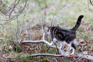 Young cat with tiger pattern fur on a green grass in a backyard. Adopted wild animal.