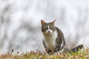 Young cat with tiger pattern fur on a green grass in a backyard. Adopted wild animal.