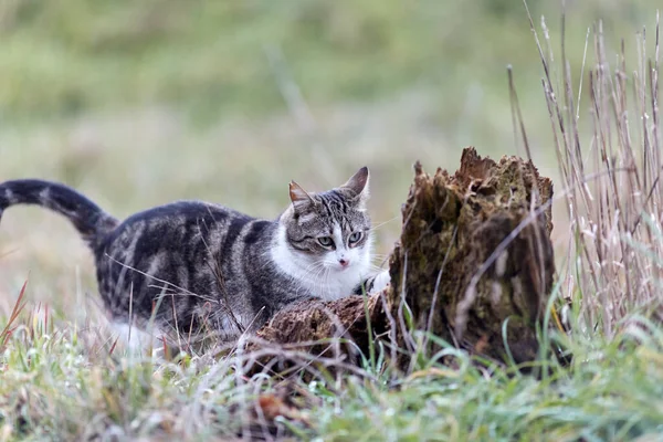 Young Cat Tiger Pattern Fur Green Grass Backyard Adopted Wild — Fotografia de Stock