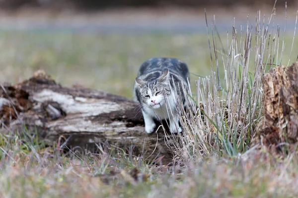 Young Cat Tiger Pattern Fur Green Grass Backyard Adopted Wild — Zdjęcie stockowe