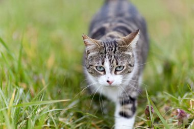 Young cat with tiger pattern fur on a green grass in a backyard. Adopted wild animal.