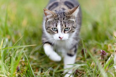 Young cat with tiger pattern fur on a green grass in a backyard. Adopted wild animal.