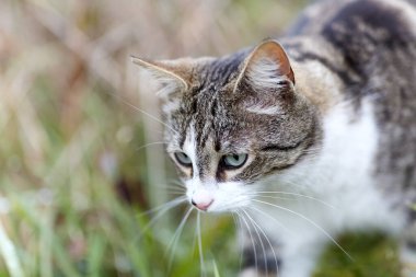 Young cat with tiger pattern fur on a green grass in a backyard. Adopted wild animal.