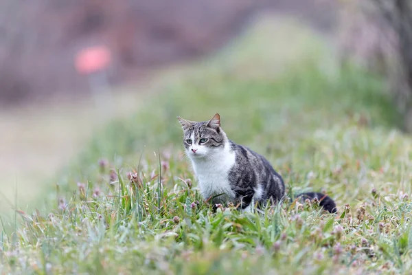 stock image Young cat with tiger pattern fur on a green grass in a backyard. Adopted wild animal.