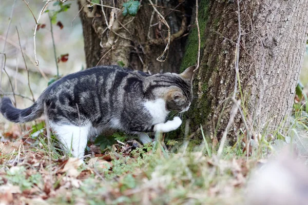 Young Cat Tiger Pattern Fur Green Grass Backyard Adopted Wild — Fotografia de Stock