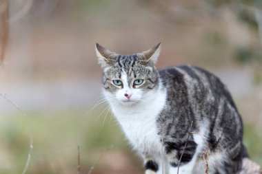 Young cat with tiger pattern fur on a green grass in a backyard. Adopted wild animal.