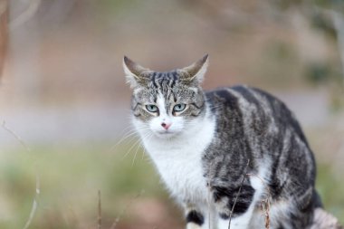 Young cat with tiger pattern fur on a green grass in a backyard. Adopted wild animal.