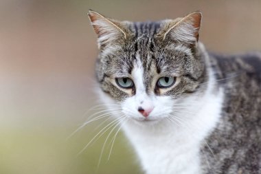 Young cat with tiger pattern fur on a green grass in a backyard. Adopted wild animal.