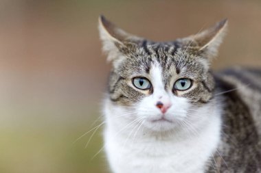 Young cat with tiger pattern fur on a green grass in a backyard. Adopted wild animal.