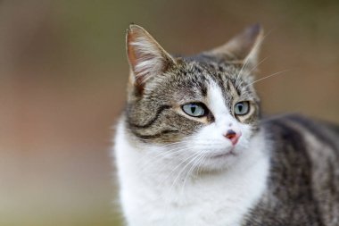 Young cat with tiger pattern fur on a green grass in a backyard. Adopted wild animal.