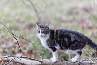 Young cat with tiger pattern fur on a green grass in a backyard. Adopted wild animal.