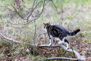 Young cat with tiger pattern fur on a green grass in a backyard. Adopted wild animal.