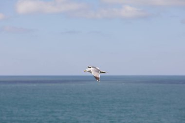 Martı yaz günü gökyüzünde uçuyor. Martı bulutların arasında uçuyor.