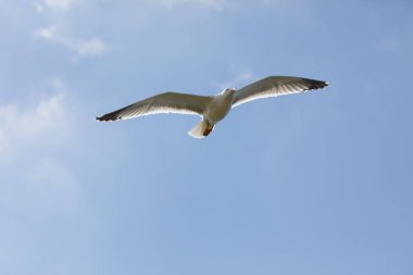 Martı yaz günü gökyüzünde uçuyor. Martı bulutların arasında uçuyor.