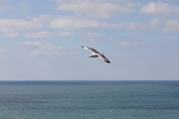 Seagull Flying Clear Sky Summer Day Seagull Flying Clouds — Stock Photo, Image