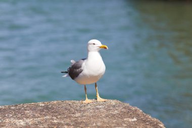 Güneşli bir günde martılar rıhtımın parmaklıklarına tünedi.