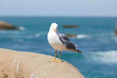 Güneşli bir günde martılar rıhtımın parmaklıklarına tünedi.
