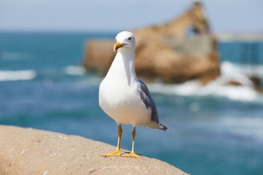 Güneşli bir günde martılar rıhtımın parmaklıklarına tünedi.