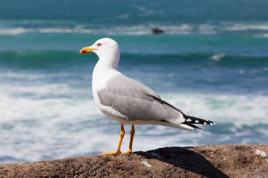 Güneşli bir günde martılar rıhtımın parmaklıklarına tünedi.