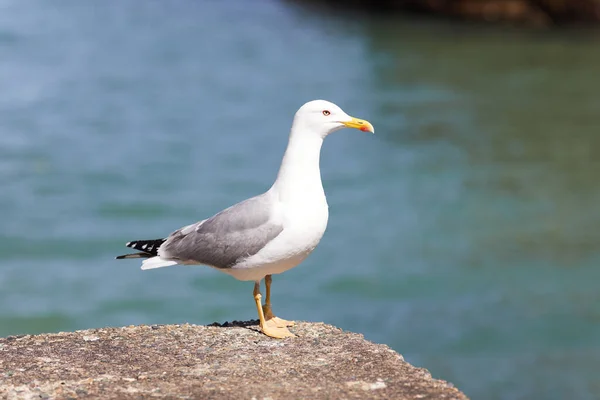 Seagulls Perched Hand Rail Pier Sunny Day — Stock Photo, Image
