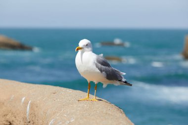 Güneşli bir günde martılar rıhtımın parmaklıklarına tünedi.