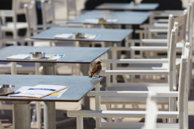 bir sandalyenin üstüne tünemiş serçe kuş