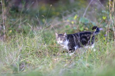 Young cat with tiger pattern fur on a green grass in a backyard. Adopted wild animal.