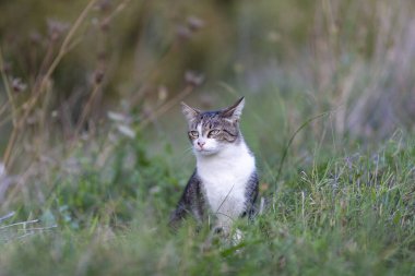 Young cat with tiger pattern fur on a green grass in a backyard. Adopted wild animal.