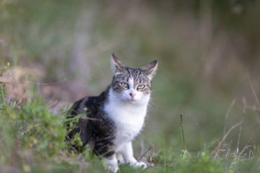 Young cat with tiger pattern fur on a green grass in a backyard. Adopted wild animal.