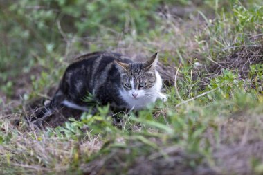 Young cat with tiger pattern fur on a green grass in a backyard. Adopted wild animal.