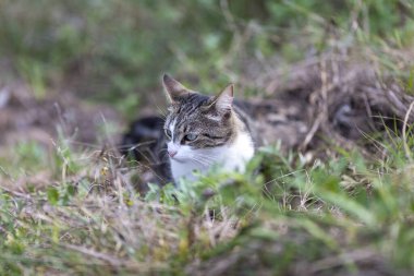 Young cat with tiger pattern fur on a green grass in a backyard. Adopted wild animal.