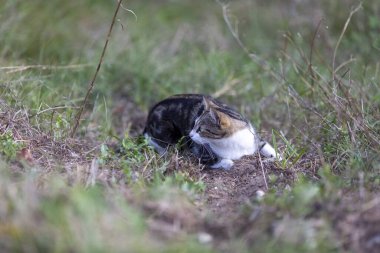 Young cat with tiger pattern fur on a green grass in a backyard. Adopted wild animal.