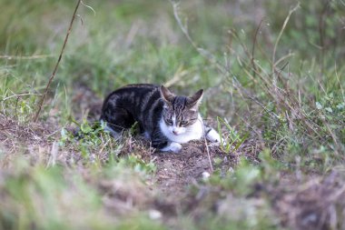 Young cat with tiger pattern fur on a green grass in a backyard. Adopted wild animal.