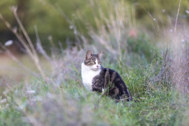 Young cat with tiger pattern fur on a green grass in a backyard. Adopted wild animal.