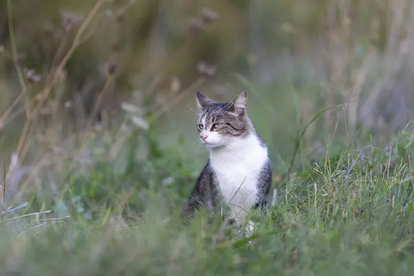 Young cat with tiger pattern fur on a green grass in a backyard. Adopted wild animal.