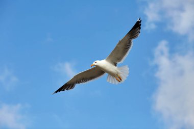 Mavi gökyüzünde uçan martı