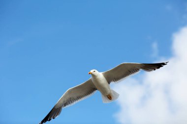 Mavi gökyüzünde uçan martı